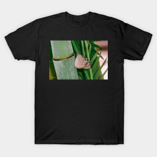 Butterfly on bamboo T-Shirt